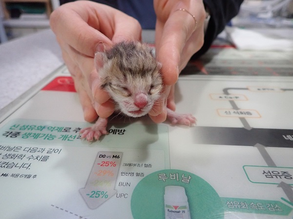 한국 고양이 이미지 파일 입니다.